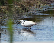 Aigrette garzette_4502.jpg